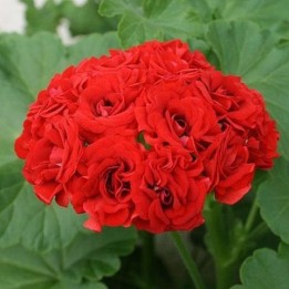 Пеларгония розебудная Rosebud Red d-7 см