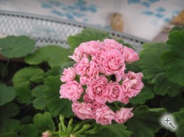 Пеларгония зональная розоцветная АУСТРАЛИЕН ПИНК взрослое растение (Australien pink) розовая