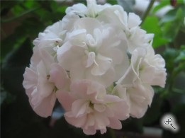 Пеларгония зональная махровая белая взрослое растение