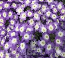 Подвесное кашпо Вербена Empress Sun Lavender Charme серенево-белая объем 4 л