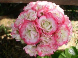 Пеларгония зональная розоцветная Аппелброссум розебуд взрослое растение (Appleblossum rosebud) розовая