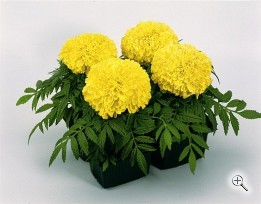 Однолетнее растение Тагетис крупноцветковый  в кассете по 6 шт, Россия
