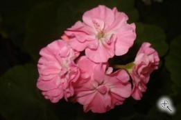 Пеларгония зональная махровая Фроу Фроу Спорт (Frou Frou Sport) розовая взрослое растение
