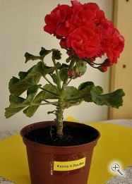 Пеларгония зональная махровая Кениз дабл (Keny&quot;s Double) красная взрослое растение 