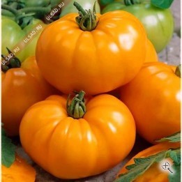 Рассада томата Бизон оранжевый росток 1 шт горшок диам 12