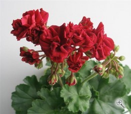 Пеларгония зональная розоцветная РЕД РОЗЕБАД 5-7 листов (Red rosebud)