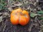 Рассада томата Большой оранжевый полосатый №28 сорт индетерминантный среднеспелый оранжевый