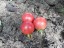 Рассада томата Графити №40 сорт индетерминантный раннеспелый красный