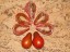 Рассада томата Джессика №50 сорт индетерминантный раннеспелый красный