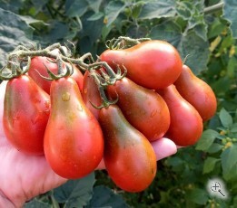 Рассада томата Джессика №50 сорт индетерминантный раннеспелый красный