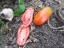 Рассада томата Засолочный деликатес №52 сорт детерминантный среднеспелый красный