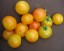 Рассада томата Мэризол Мэджик №95 сорт индетерминантный среднеспелый оранжевый