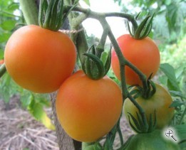 Рассада томата Мэризол Мэджик №95 сорт индетерминантный среднеспелый оранжевый