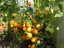 Рассада томата Ола Полка №96 сорт детерминантный раннеспелый оранжевый