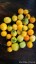 Рассада томата Ола Полка №96 сорт детерминантный раннеспелый оранжевый