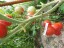 Рассада томата Роджеро №104 сорт индетерминантный среднеспелый красный