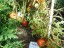 Рассада томата Тайяна №110 сорт детерминантный раннеспелый красный