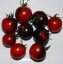 Рассада томата Танцы со смурфиками №111 сорт индетерминантный раннеспелый черный