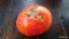 Рассада томата Фейерверк №114 сорт индетерминантный среднеспелый красный