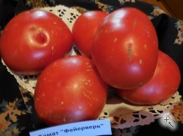 Рассада томата Фейерверк №114 сорт индетерминантный среднеспелый красный
