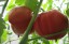 Рассада томата Ширли сердцевидный №119 сорт индетерминантный среднеспелый розовый