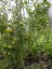 Рассада томата Южный вечер №120 сорт детерминантный среднеспелый черный