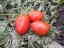 Рассада томата Эфемер №121 сорт детерминантный раннеспелый красный