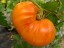 Рассада томата Абрикосовый брендивайн №2 сорт индетерминантный среднеспелый оранжевый