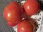 Рассада томата Арбузик №4 сорт индетерминантный раннеспелый красный