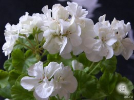 Пеларгония зональная Белая взрослое растение махровая в горшке d-17