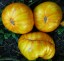 Рассада томата Большая желтая зебра №10 сорт индетерминантный среднеспелый желтый