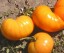 Рассада томата Большой оранжевый №11 сорт индетерминантный среднеспелый оранжевый