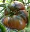 Рассада томата Гигант Кубы №18 сорт индетерминантный среднеспелый черный
