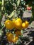 Рассада  томата Желтый мармелад №29 сорт детерминантный раннеспелый желтый