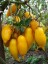 Рассада томата Золотая канарейка №32 сорт индетерминантный среднеспелый желтый