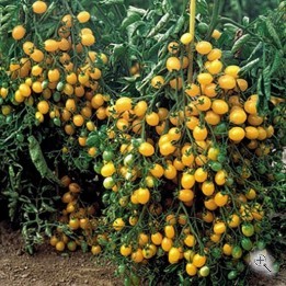 Рассада томата Ильди №35 сорт детерминантный раннеспелый желтый