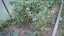 Рассада томата Кибиц №41 сорт детерминантный среднеспелый красный