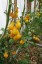 Рассада  томата Медовая капля №51 сорт индетерминантный среднеспелый желтый