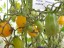 Рассада  томата Медовая капля №51 сорт индетерминантный среднеспелый желтый