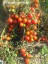 Рассада  томата Моравское чудо №54 сорт индетерминантный раннеспелый красный