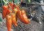 Рассада  томата Перцевидный полосатый №62 сорт детерминантный среднеспелый красный