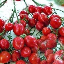 Рассада  томата Поцелуй герани №66 сорт детерминантный раннеспелый красный