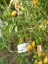Рассада  томата Румянец №71 сорт индетерминантный раннеспелый оранжевый