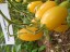 Рассада  томата Румянец №71 сорт индетерминантный раннеспелый оранжевый