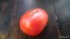 Рассада  томата Юсуповский Узбекский №86 сорт индетерминантный позднеспелый красный