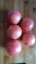 Рассада  томата Юцкие №87 сорт детерминантный среднеспелый розовый