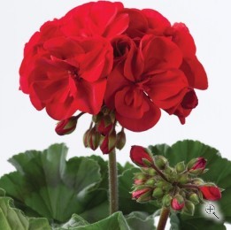 Пеларгония зональная диам. 12 см красная махровая 2-3 соцветия