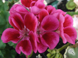 Пеларгония зональная диам. 12 см малиново розовая простая 2-3 соцветия