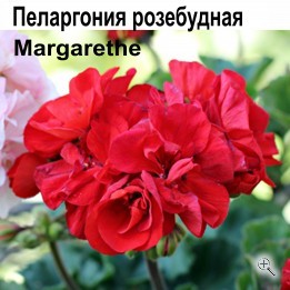 Пеларгония розебудная Margaretha