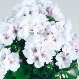 Пеларгония королевская Белая взрослое растение в горшке d-12